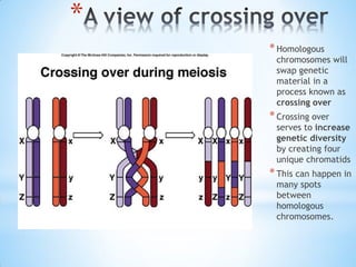 Unit 7 meiosis powerpoint (revised2006) | PDF