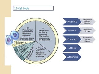 Phase G1
Cell growth
(protein
synthesis)
Phase S Replication
of DNA
Phase G2
Preparation
for cell
division
Mitosis
Cytokinesis
 