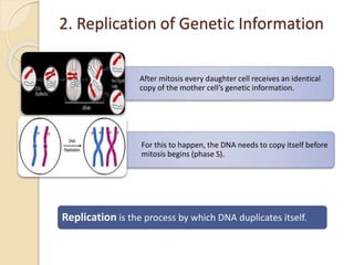 2. Replication of Genetic Information
After mitosis every daughter cell receives an identical
copy of the mother cell’s genetic information.
For this to happen, the DNA needs to copy itself before
mitosis begins (phase S).
Replication is the process by which DNA duplicates itself.
 