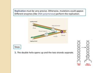 Replication must be very precise. Otherwise, mutations could appear.
Different enzymes (like DNA-polymerase) perform the replication.
Steps
1. The double helix opens up and the two strands separate.
 