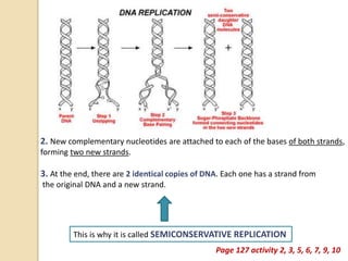 2. New complementary nucleotides are attached to each of the bases of both strands,
forming two new strands.
3. At the end, there are 2 identical copies of DNA. Each one has a strand from
the original DNA and a new strand.
This is why it is called SEMICONSERVATIVE REPLICATION
Page 127 activity 2, 3, 5, 6, 7, 9, 10
 
