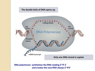 The double helix of DNA opens up.
Only one DNA strand is copied.
RNA polymerase synthetizes the RNA reading 3’ 5’
and creates the new RNA always 5’3’
 