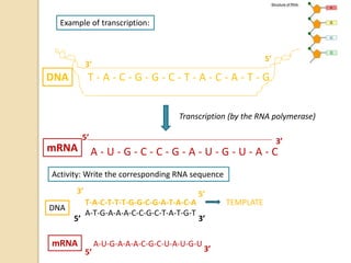 T - A - C - G - G - C - T - A - C - A - T - G
Example of transcription:
DNA
3’
5’
Activity: Write the corresponding RNA sequence
T-A-C-T-T-T-G-G-C-G-A-T-A-C-A
A-T-G-A-A-A-C-C-G-C-T-A-T-G-T
3’
5’
5’
3’
TEMPLATE
DNA
3’
mRNA A-U-G-A-A-A-C-G-C-U-A-U-G-U
5’
Transcription (by the RNA polymerase)
A - U - G - C - C - G - A - U - G - U - A - CmRNA
5’ 3’
 