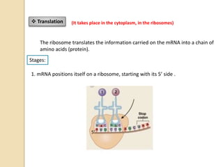  Translation (It takes place in the cytoplasm, in the ribosomes)
The ribosome translates the information carried on the mRNA into a chain of
amino acids (protein).
1. mRNA positions itself on a ribosome, starting with its 5’ side .
Stages:
5’
 