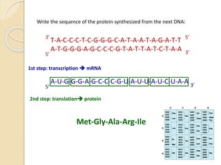 Write the sequence of the protein synthesized from the next DNA:
T-A-C-C-C-T-C-G-G-G-C-A-T-A-A-T-A-G-A-T-T
A-T-G-G-G-A-G-C-C-C-G-T-A-T-T-A-T-C-T-A-A
3’
3’5’
5’
1st step: transcription  mRNA
A-U-G-G-G-A-G-C-C-C-G-U-A-U-U-A-U-C-U-A-A
5’ 3’
2nd step: translation protein
Met-Gly-Ala-Arg-Ile
 