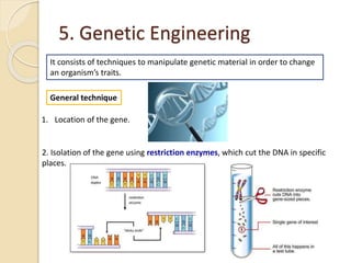 5. Genetic Engineering
It consists of techniques to manipulate genetic material in order to change
an organism’s traits.
General technique
1. Location of the gene.
2. Isolation of the gene using restriction enzymes, which cut the DNA in specific
places.
 