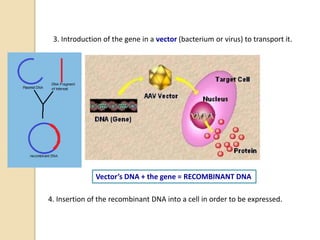 3. Introduction of the gene in a vector (bacterium or virus) to transport it.
Vector’s DNA + the gene = RECOMBINANT DNA
4. Insertion of the recombinant DNA into a cell in order to be expressed.
 