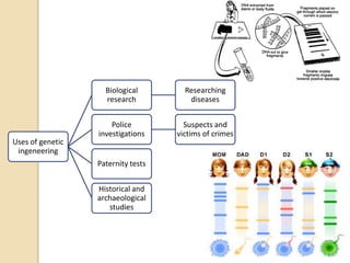 Uses of genetic
ingeneering
Biological
research
Researching
diseases
Police
investigations
Suspects and
victims of crimes
Paternity tests
Historical and
archaeological
studies
 