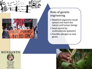 Risks of genetic
engineering
• Modified organisms could
spread and reach the
nature and human beings
• Seed control by
multinationals (patents)
• Possible allergies to new
genes
 