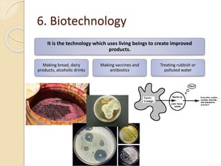 6. Biotechnology
It is the technology which uses living beings to create improved
products.
Making bread, dairy
products, alcoholic drinks
Making vaccines and
antibiotics
Treating rubbish or
polluted water
 