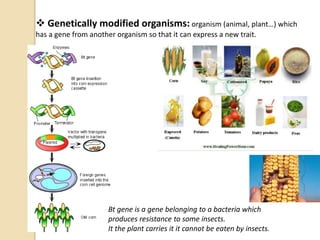  Genetically modified organisms: organism (animal, plant…) which
has a gene from another organism so that it can express a new trait.
Bt gene is a gene belonging to a bacteria which
produces resistance to some insects.
It the plant carries it it cannot be eaten by insects.
 