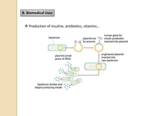 B. Biomedical Uses
 Production of insuline, antibiotics, vitamins…
 