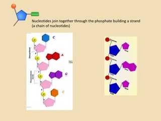 Nucleotides join together through the phosphate building a strand
(a chain of nucleotides)
 