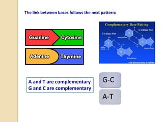 The link between bases follows the next pattern:
A and T are complementary
G and C are complementary
G-C
A-T
 