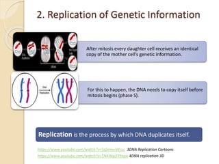 2. Replication of Genetic Information
After mitosis every daughter cell receives an identical
copy of the mother cell’s genetic information.
For this to happen, the DNA needs to copy itself before
mitosis begins (phase S).
Replication is the process by which DNA duplicates itself.
https://www.youtube.com/watch?v=5qSrmeiWsuc 3DNA Replication Cartoons
https://www.youtube.com/watch?v=TNKWgcFPHqw 4DNA replication 3D
 