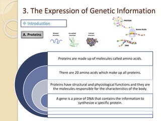 3. The Expression of Genetic Information
A. Proteins
Proteins are made up of molecules called amino acids.
There are 20 amino acids which make up all proteins.
Proteins have structural and physiological functions and they are
the molecules responsible for the characteristics of the body.
A gene is a piece of DNA that contains the information to
synthesize a specific protein.
 