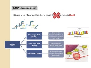 B. RNA (ribonucleic acid)
It is made up of nucleotides, but instead of thymine there is Uracil.
Types
Messenger RNA
(mRNA)
Copy of the
information that is
in a specific part of
the DNA
Ribosomal RNA
(rRNA)
Ribosomes are
made up of RNA
Transfer RNA (tRNA)
It transports the
amino acids to the
ribosomes.
 