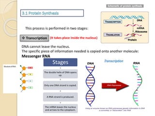 This process is performed in two stages:
 Transcription (It takes place inside the nucleus)
DNA cannot leave the nucleus.
The specific piece of information needed is copied onto another molecule:
Messenger RNA
Stages
The double helix of DNA opens
up.
Only one DNA strand is copied.
A RNA strand is produced.
The mRNA leaves the nucleus
and arrives to the cytoplasm.
 