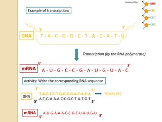 T - A - C - G - G - C - T - A - C - A - T - G
Example of transcription:
DNA
3’
5’
Activity: Write the corresponding RNA sequence
T-A-C-T-T-T-G-G-C-G-A-T-A-C-A
A-T-G-A-A-A-C-C-G-C-T-A-T-G-T
3’
5’
5’
3’
TEMPLATE
DNA
3’
mRNA A-U-G-A-A-A-C-C-G-C-U-A-U-G-U
5’
Transcription (by the RNA polymerase)
A - U - G - C - C - G - A - U - G - U - A - CmRNA
5’ 3’
 