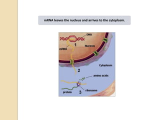 mRNA leaves the nucleus and arrives to the cytoplasm.
 