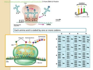 Each amino acid is coded by one or more codons.
https://www.youtube.com/watch?v=gG7uCskUOrA 5 From DNA to Protein
 