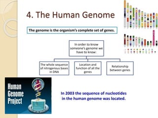 4. The Human Genome
The genome is the organism’s complete set of genes.
In order to know
someone’s genome we
have to know:
The whole sequence
of nitrogenous bases
in DNA
Location and
function of all the
genes
Relationship
between genes
In 2003 the sequence of nucleotides
in the human genome was located.
 