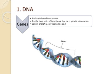 1. DNA
Genes
• Are located on chromosomes
• Are the basic units of inheritance that carry genetic information
• Consist of DNA (deoxyribonucleic acid)
 