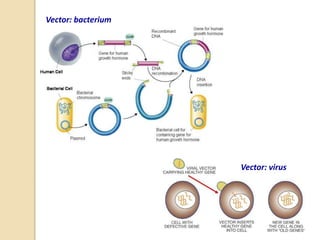 Vector: bacterium
Vector: virus
 
