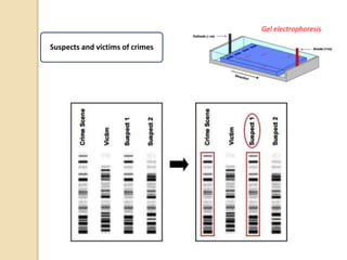 Gel electrophoresis
Suspects and victims of crimes
 