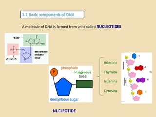 A molecule of DNA is formed from units called NUCLEOTIDES
P nitrogenous
Adenine
Thymine
Guanine
Cytosine
NUCLEOTIDE
 