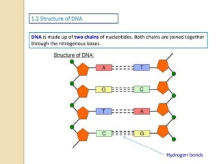 DNA is made up of two chains of nucleotides. Both chains are joined together
through the nitrogenous bases.
Hydrogen bonds
 