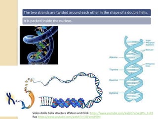 The two strands are twisted around each other in the shape of a double helix.
It is packed inside the nucleus.
Video doble helix structure Watson and Crick: https://www.youtube.com/watch?v=VegLVn_1oCE
Rap https://www.youtube.com/watch?v=35FwmiPE9tI
 