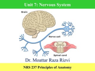 Unit 7: Nervous System
NRS 237 Principles of Anatomy
Dr. Moattar Raza Rizvi
 