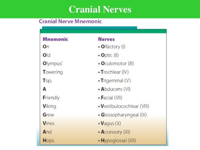 Unit 7 Nervous System Nrs 237