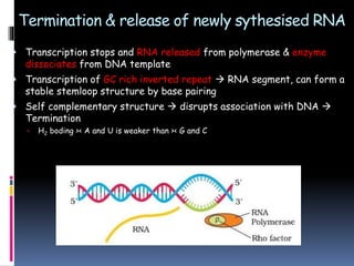 Termination & release of newly sythesised RNA
 Transcription stops and RNA released from polymerase & enzyme
dissociates from DNA template
 Transcription of GC rich inverted repeat  RNA segment, can form a
stable stemloop structure by base pairing
 Self complementary structure  disrupts association with DNA 
Termination
 H2 boding >< A and U is weaker than >< G and C
 