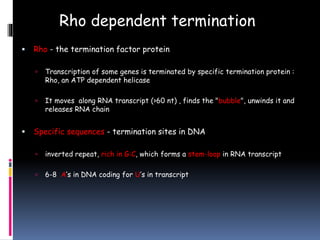 Rho dependent termination
 Rho - the termination factor protein
 Transcription of some genes is terminated by specific termination protein :
Rho, an ATP dependent helicase
 It moves along RNA transcript (>60 nt) , finds the "bubble", unwinds it and
releases RNA chain
 Specific sequences - termination sites in DNA
 inverted repeat, rich in G:C, which forms a stem-loop in RNA transcript
 6-8 A’s in DNA coding for U’s in transcript
 