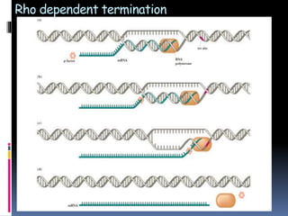 Rho dependent termination
 