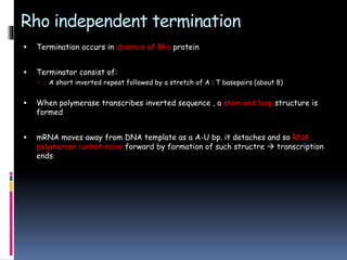 Rho independent termination
 Termination occurs in absence of Rho protein
 Terminator consist of:
 A short inverted repeat followed by a stretch of A : T basepairs (about 8)
 When polymerase transcribes inverted sequence , a stem and loop structure is
formed
 mRNA moves away from DNA template as a A-U bp. it detaches and so RNA
polymerase cannot move forward by formation of such structre  transcription
ends
 