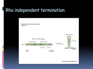Rho independent termination
 