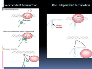 Rho dependent termination Rho independent termination
 
