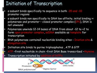 Initiation of Transcription
 σ subunit binds specifically to sequence in both -35 and -10
promoter regions
 σ subunit binds non specifically to DNA low affinity, initial binding ><
polymerase and promoter – closed promoter complex (CPC), DNA is
not unwound
 Polymerase unwinds 12-14 bases of DNA from about -12 to +2 to
form open promoter complex, ssDNA available as template for
transcription
 RNA polymerase contains2 nucleotide binding sites - Iniation site &
elongation site
 Initiation site binds to purine triphosphates , ATP & GTP
 ATP –first nucleotide in chain –first DNA Base transcribed –thymine
 Transcription initiated by addition of NTP’s
 