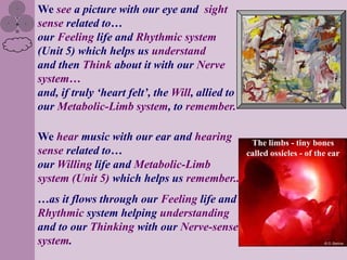 We see a picture with our eye and sight
sense related to…
our Feeling life and Rhythmic system
(Unit 5) which helps us understand
and then Think about it with our Nerve
system…
and, if truly „heart felt‟, the Will, allied to
our Metabolic-Limb system, to remember.

We hear music with our ear and hearing             The limbs - tiny bones
sense related to…                                 called ossicles - of the ear
our Willing life and Metabolic-Limb
system (Unit 5) which helps us remember..
…as it flows through our Feeling life and
Rhythmic system helping understanding
and to our Thinking with our Nerve-sense
system.
 