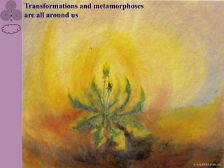 Transformations and metamorphoses
are all around us




                                    © BALDERS FORLAG
 