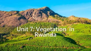 Unit 7: Vegetation in
Rwanda
 