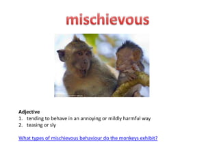 Adjective
1. tending to behave in an annoying or mildly harmful way
2. teasing or sly

What types of mischievous behaviour do the monkeys exhibit?
 