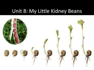Unit 8: My Little Kidney Beans
 