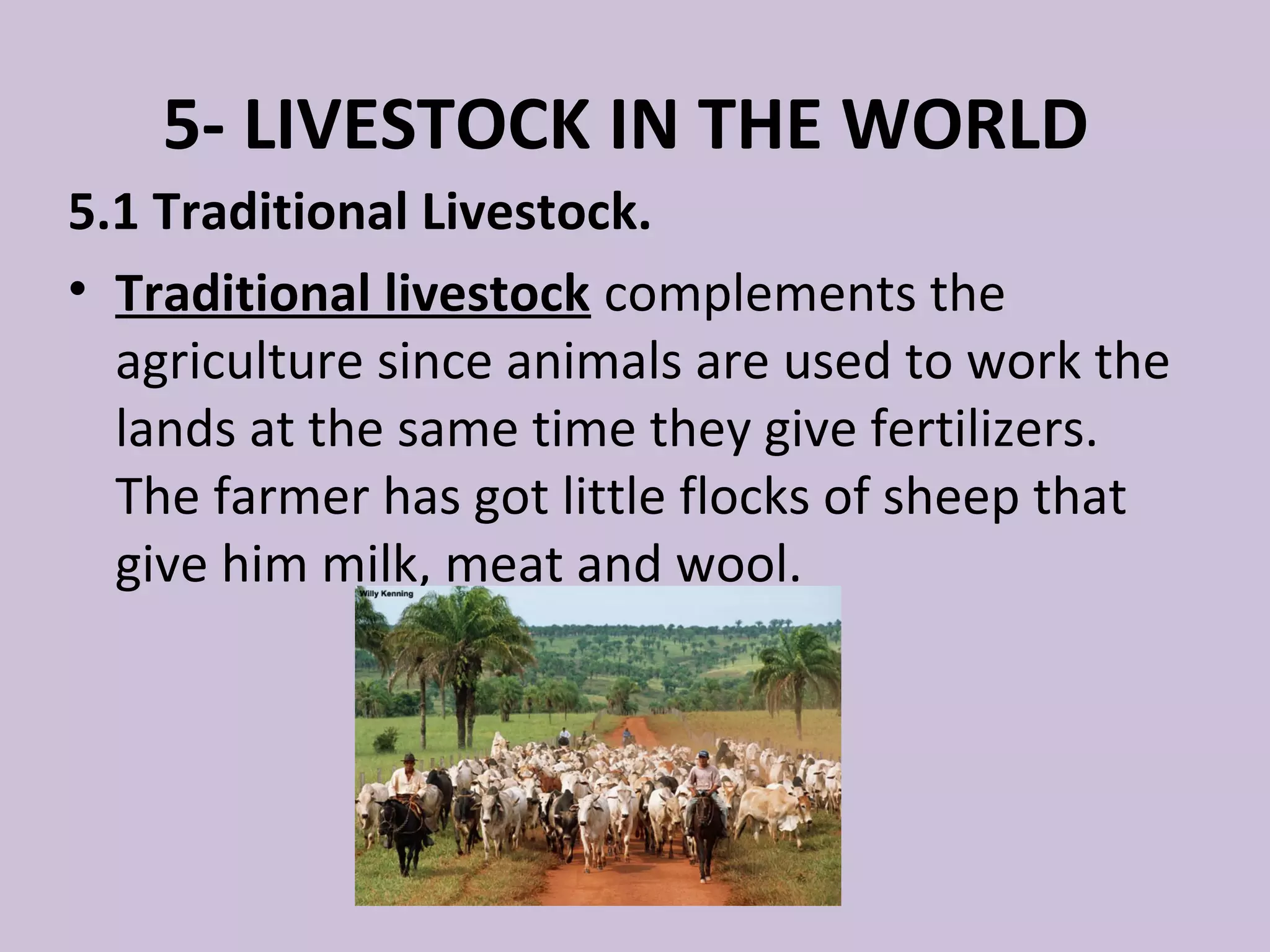5- LIVESTOCK IN THE WORLD
5.1 Traditional Livestock.
• Traditional livestock complements the
  agriculture since animals are used to work the
  lands at the same time they give fertilizers.
  The farmer has got little flocks of sheep that
  give him milk, meat and wool.
 