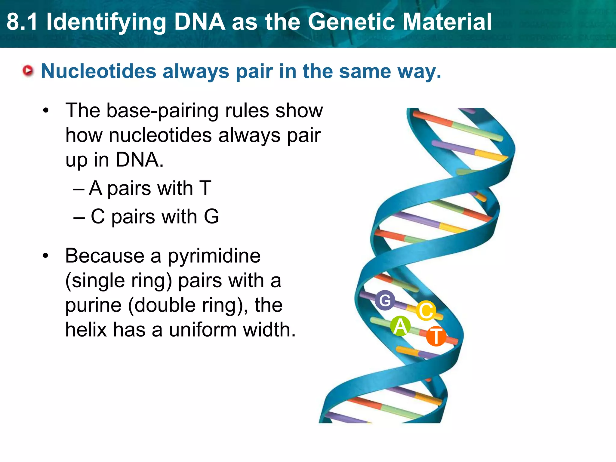 Watson and Crick’s discovery built on the work of Rosalind Franklin and Erwin Chargaff.