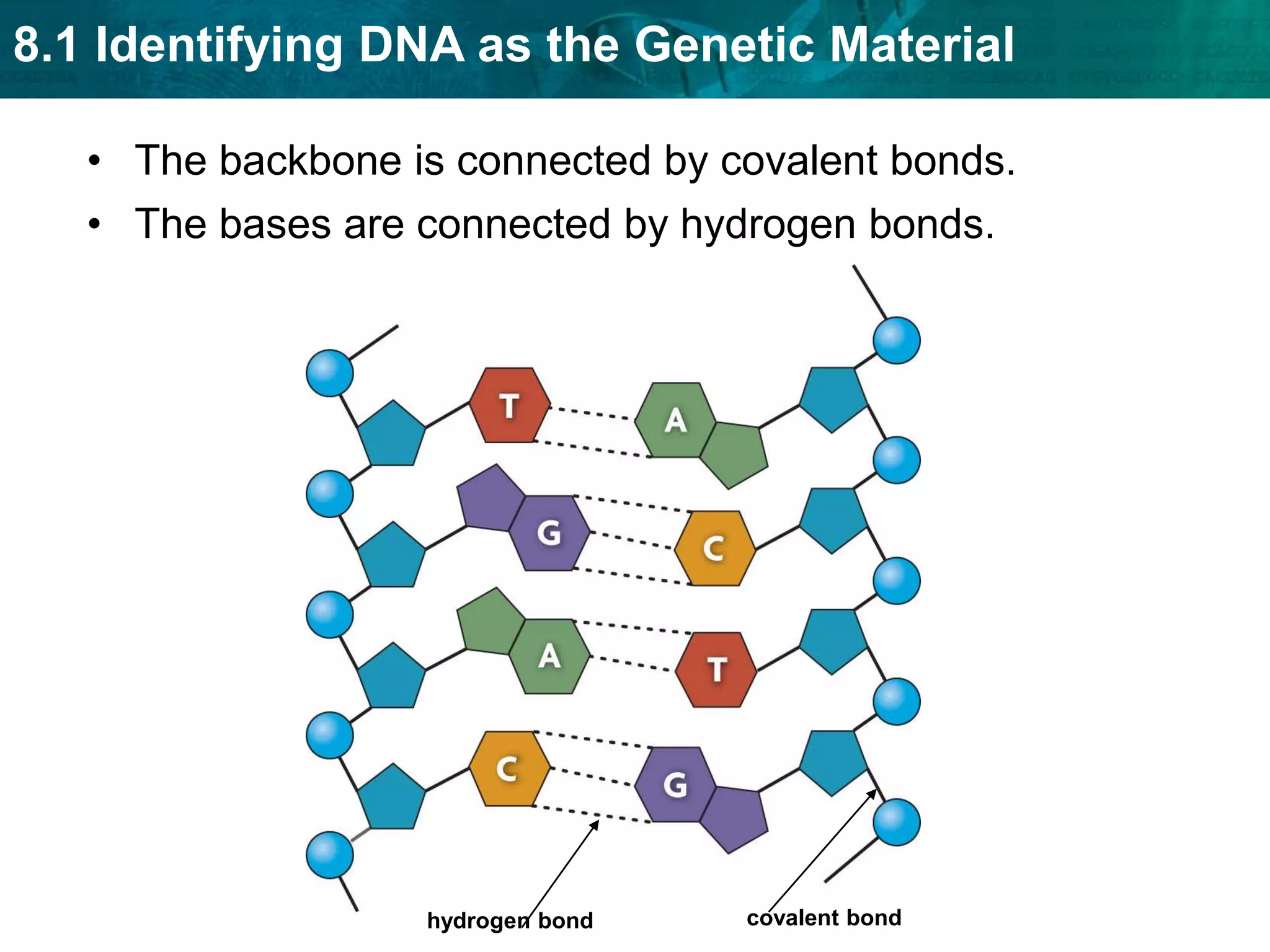 Franklin’s x-ray images suggested that DNA was a double helix of even width.