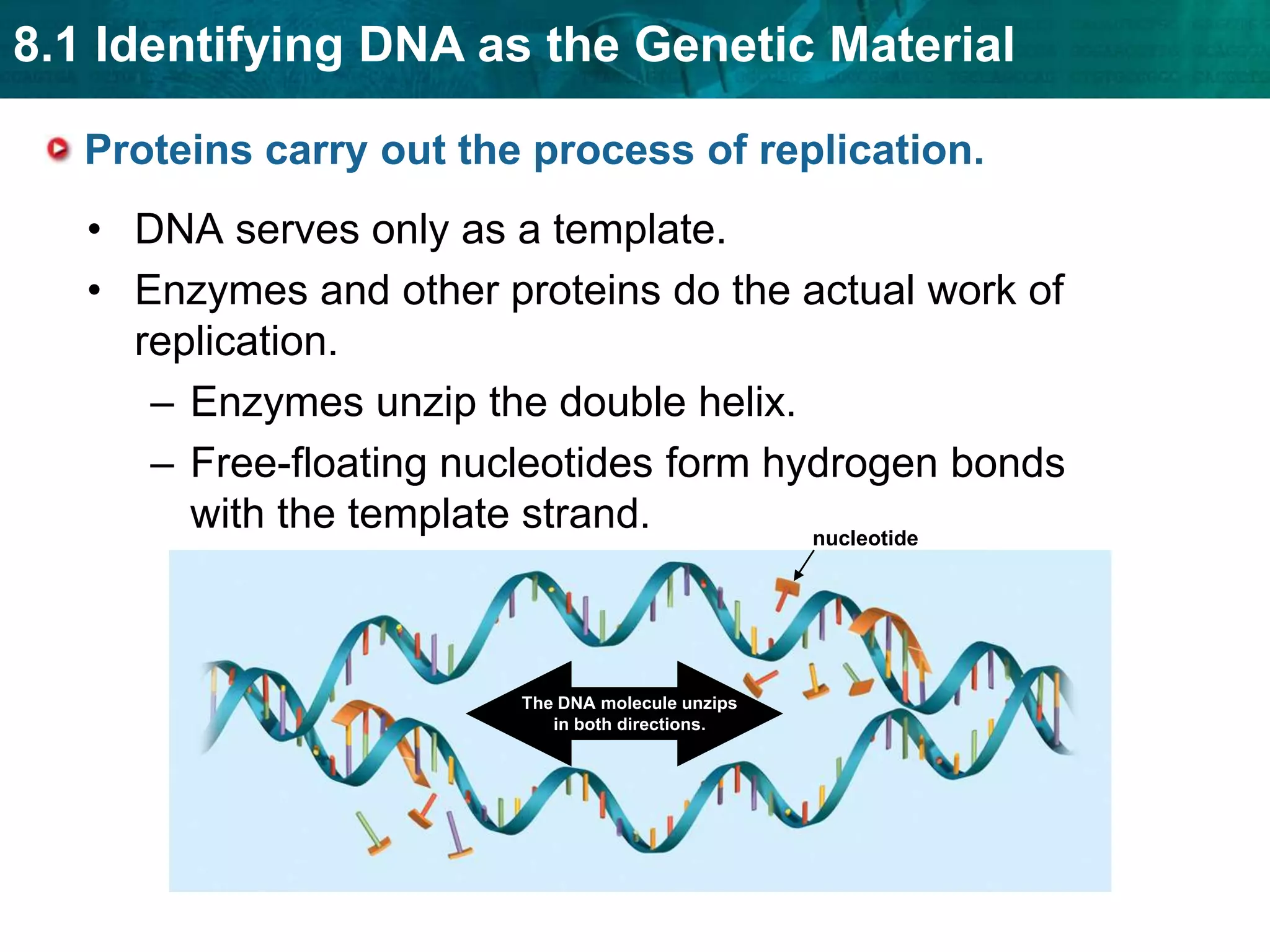 Because a pyrimidine (single ring) pairs with a purine (double ring), the helix has a uniform width.covalent bondhydrogen bondThe backbone is connected by covalent bonds.